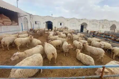 کشت-صنعت-باغبانی-دامداری-دامپروری-زرین-فولاد