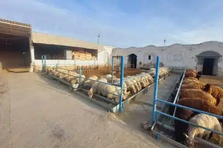 کشت-صنعت-باغبانی-دامداری-دامپروری-زرین-فولاد